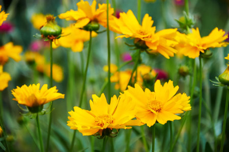 Yellow coreopsis in the summer gardenの写真素材