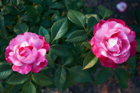 Pink roses close-up in summer in the garden. beautiful floral background. Valentine's day and holidays. love and tendernessの写真素材