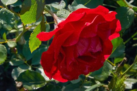 Red rose with raindrops in the garden. Sunny summer day after rain.の写真素材