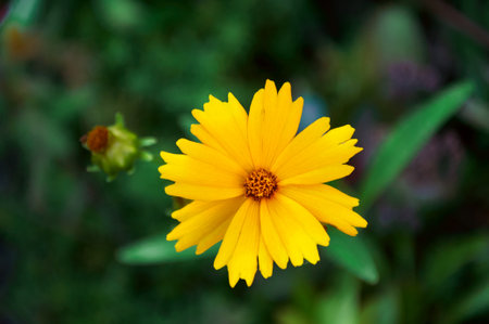 Yellow coreopsis in the summer gardenの写真素材