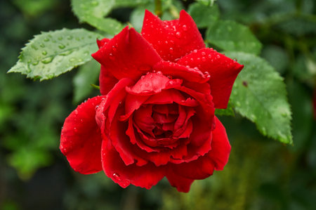 Red rose with raindrops in the garden. Sunny summer day after rain.の写真素材