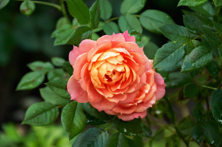 Pink rose with raindrops close-up in the garden. Sunny summer day after rain.の写真素材