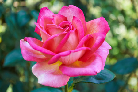 Pink rose close-up in summer in the garden. beautiful floral background. Valentine's day and holidays. love and tendernessの写真素材