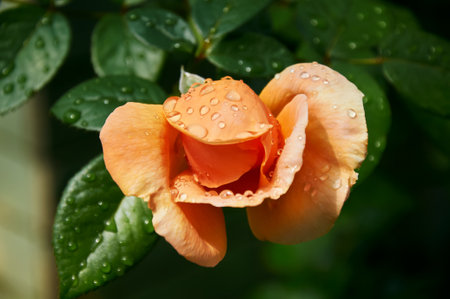 Yellow rose with raindrops in the garden. Sunny summer day after rain.の写真素材