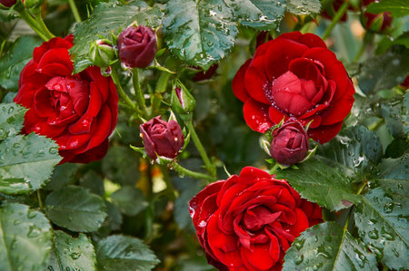 Red roses with raindrops in the garden. Sunny summer day after rain.の写真素材
