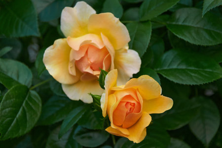 Yellow roses close-up in the garden. Beauty and tenderness and celebration. Natureの写真素材