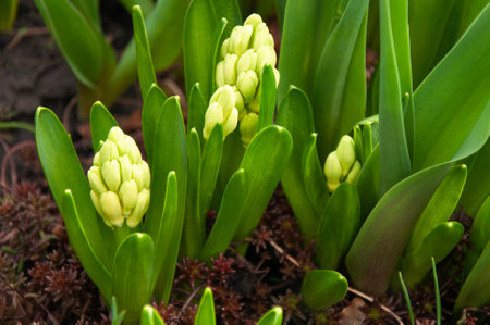 Yellow hyacinths (Hyacinthus orientalis) blooming in early springの写真素材