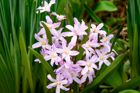 Pink Chionodoxa Lucilia in early spring in the garden close upの写真素材