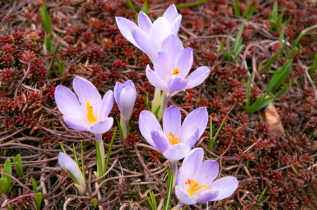 Purple crocus flowers in the garden. early spring. Europe.の写真素材