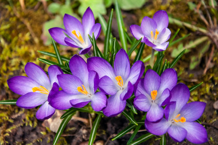 Purple crocus flowers in the garden. early spring. Europe.の写真素材