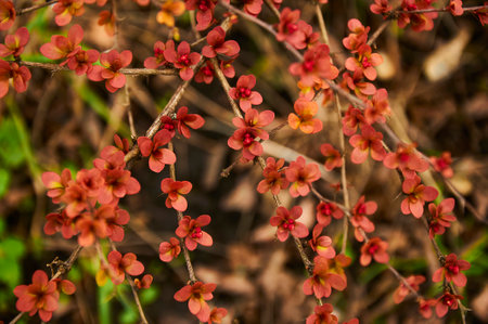 Close up of a flowering branch of red barberryの写真素材