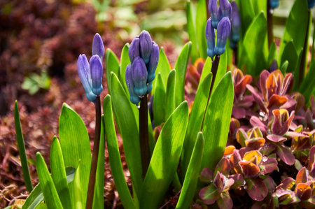 Purple hyacinths (Hyacinthus orientalis) in the garden. blooming in early spring.の写真素材