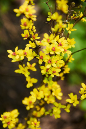 Close up of a yellow flowering barberry branchの写真素材