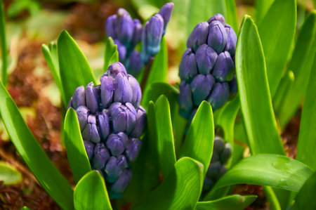 Purple hyacinths (Hyacinthus orientalis) in the garden. blooming in early spring.の写真素材