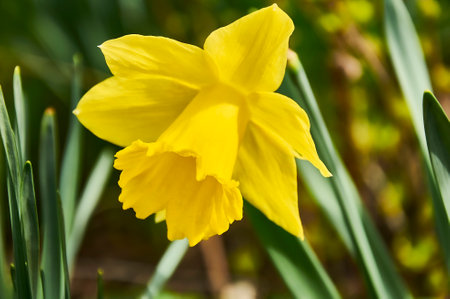 Close-up of yellow daffodils in the gardenの写真素材