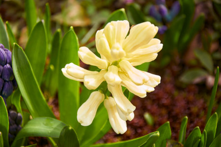 Purple and yellow hyacinths (Hyacinthus orientalis) in the garden. Blooming in early springの写真素材