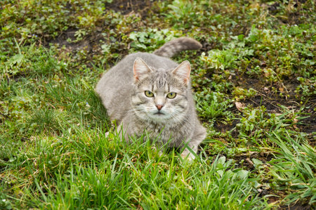 Cute gray cat in spring garden lying on green grass.の写真素材