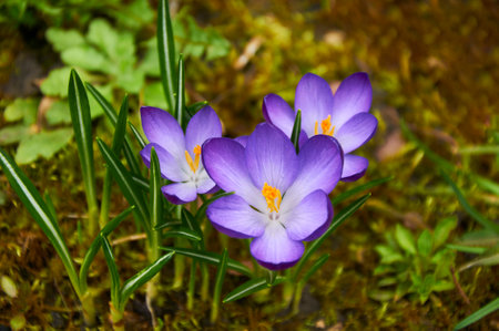 Purple crocus flowers in the garden. early spring..の写真素材