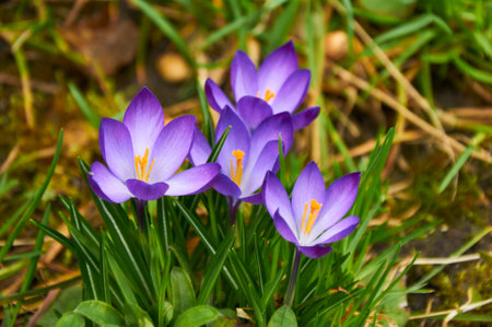 Purple crocus flowers in the garden. early spring..の写真素材