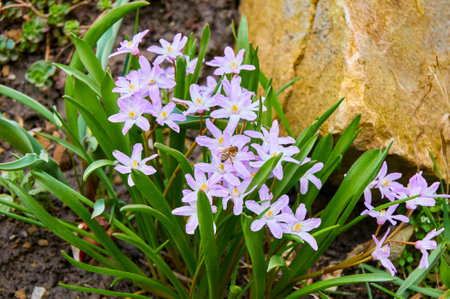Pink Chionodoxa Lucilia in early spring in the garden close upの写真素材