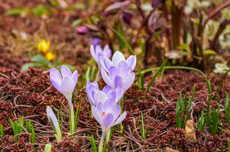 Purple crocus flowers in the garden. early spring..の写真素材