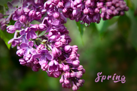 Lilac branch on the background of greenery with the inscription Hello Springの写真素材