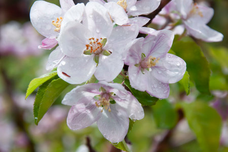 Blooming fruit tree. Pink Cherry Blossom flower on a warm spring dayの写真素材