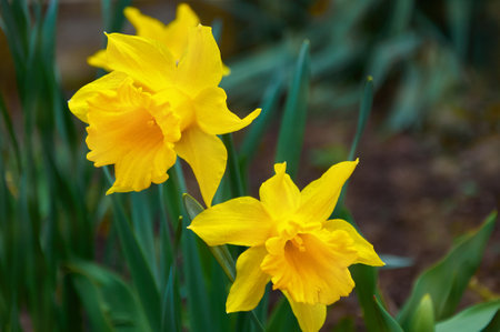 beautiful yellow daffodils. Spring flowers in natureの写真素材