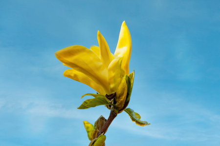 Close-up of a yellow magnolia flower against a blue sky.の写真素材