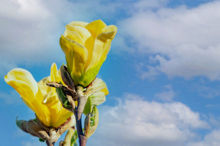 Close-up of a yellow magnolia flower against a blue sky.の写真素材