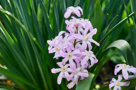 Pink Chionodoxa Lucilia in early spring in the garden close upの写真素材