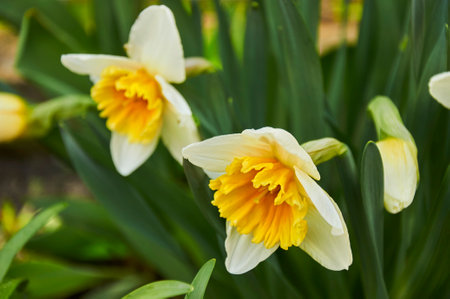 Close-up of white daffodils with a yellow center in the gardenの写真素材