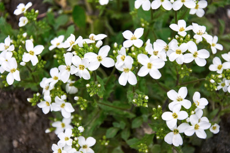 White four-petalled flowers close-up in the garden in springの写真素材