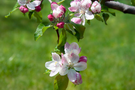 Blooming fruit tree. Pink Cherry Blossom flower on a warm spring dayの写真素材