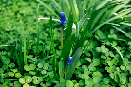 Close-up of blue moscari flowers in the garden in spring on a sunny dayの写真素材