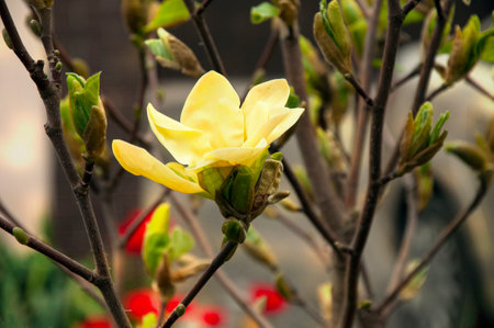 Close-up of a yellow magnolia flower in a spring garden.の写真素材