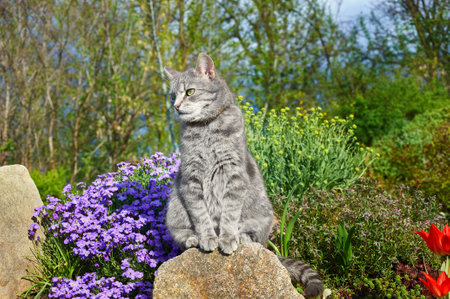 Tabby gray cat sitting on a stone near spring flowers in the garden. Pets walking outdoor adventure. cat close up. Tの写真素材