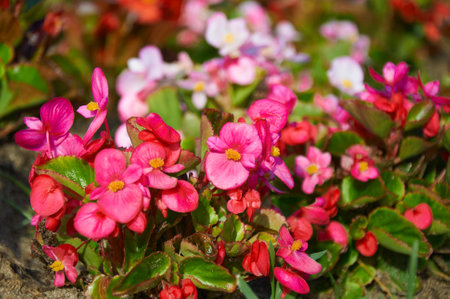 Pink begonia flowers close-up in a flowerbed in summerの写真素材