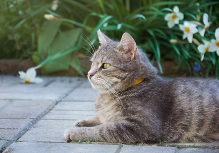 A beautiful gray cat lies in the street near a club with daffodil flowers. The cat looks in the direction ofの写真素材