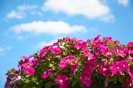 Pink petunia bush against the blue sky. Beautiful flowers in summer against the sky and cloudsの写真素材