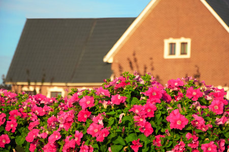 Pink petunia in front of the houseの写真素材