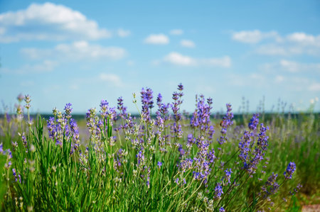 Lavender field and blue sky. lavender flowersの写真素材