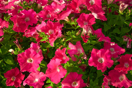 Pink petunia flowers on a sunny day. beautiful flowers in summerの写真素材