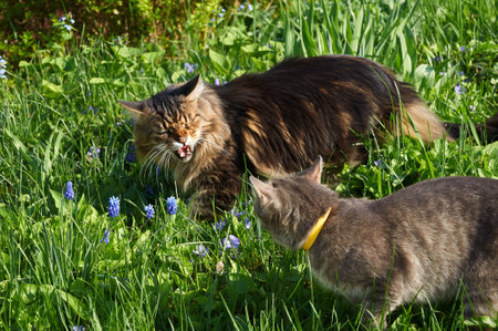 Maine Coon tabby cat hisses at another cat on a walk on the grassの写真素材