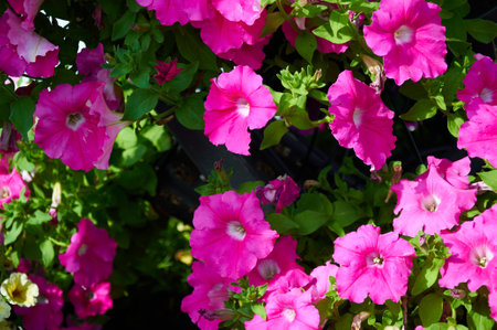 Pink petunia flowers on a sunny day. beautiful flowers in summerの写真素材
