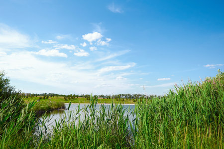 Green grass by the river in summer. natural backgroundの写真素材