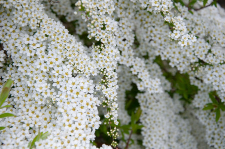 Beautiful white flowering branches of spireaの写真素材