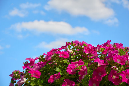 Pink petunia bush against the blue sky. Beautiful flowers in summer against the sky and cloudsの写真素材