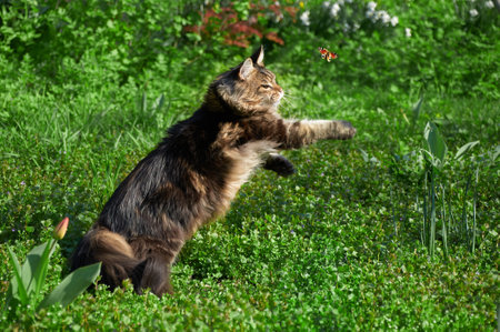 A Maine Coon cat chasing a butterfly on green grass in a park. Pets walking outdoor adventure. cat close upの写真素材