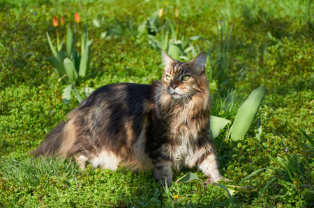 Maine Coon cat walks on green grass in the park among tulips. Pets walking outdoor adventure. cat close upの写真素材